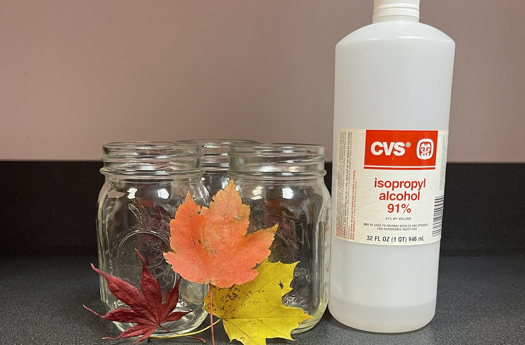 Leaf Chromatography – A Fun November Leaf Experiment