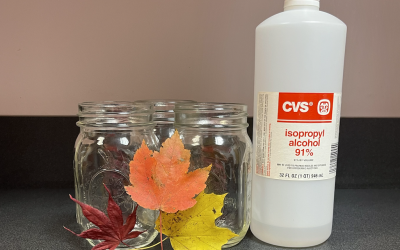 Leaf Chromatography – A Fun November Leaf Experiment
